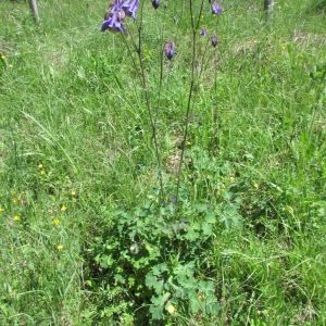 Photographie n°1806017 du taxon Aquilegia vulgaris L. [1753]