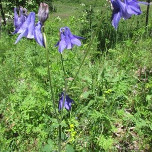 Photographie n°1806019 du taxon Aquilegia vulgaris L. [1753]