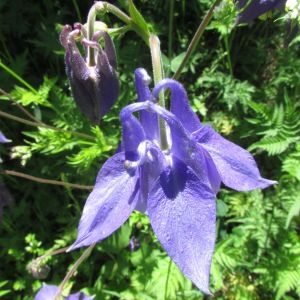 Photographie n°1806020 du taxon Aquilegia vulgaris L. [1753]