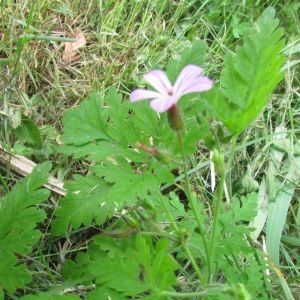 Photographie n°1806176 du taxon Geranium robertianum L. [1753]