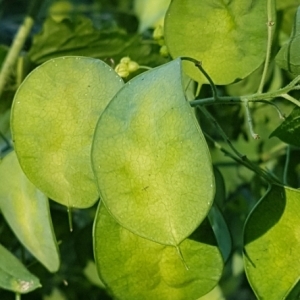 Photographie n°1806361 du taxon Lunaria annua L. [1753]