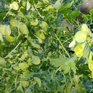 Photographie n°1806362 du taxon Lunaria annua L. [1753]