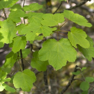 Photographie n°1807229 du taxon Acer opalus Mill.