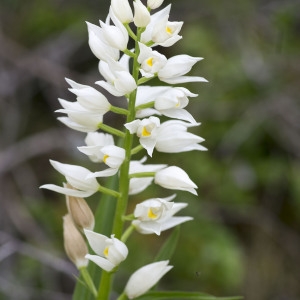 Photographie n°1807282 du taxon Cephalanthera longifolia (L.) Fritsch [1888]