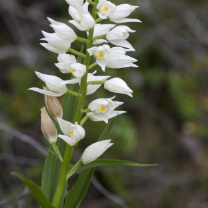 Photographie n°1807284 du taxon Cephalanthera longifolia (L.) Fritsch [1888]