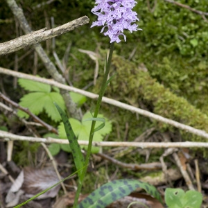 Photographie n°1807300 du taxon Dactylorhiza fuchsii (Druce) Soó [1962]