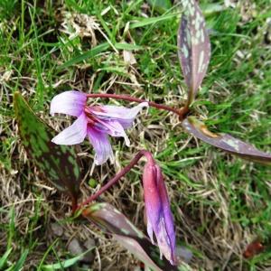 Photographie n°1807368 du taxon Erythronium dens-canis L.