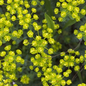 Photographie n°1807399 du taxon Euphorbia seguieriana Neck. [1770]