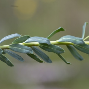 Photographie n°1807406 du taxon Euphorbia seguieriana Neck. [1770]