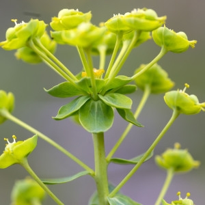 Photographie n°1807409 du taxon Euphorbia seguieriana Neck. [1770]