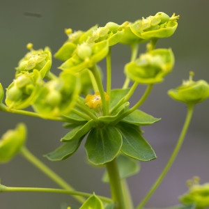 Photographie n°1807412 du taxon Euphorbia seguieriana Neck. [1770]