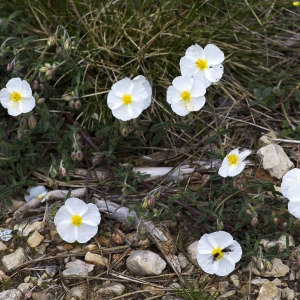 Photographie n°1807436 du taxon Helianthemum apenninum (L.) Mill.