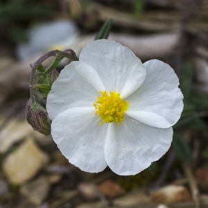 Photographie n°1807440 du taxon Helianthemum apenninum (L.) Mill.