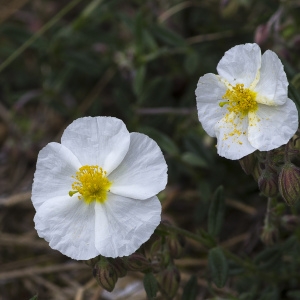 Photographie n°1807442 du taxon Helianthemum apenninum (L.) Mill.