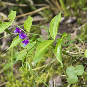 Photographie n°1807461 du taxon Lathyrus vernus (L.) Bernh.