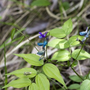 Photographie n°1807475 du taxon Lathyrus vernus (L.) Bernh.