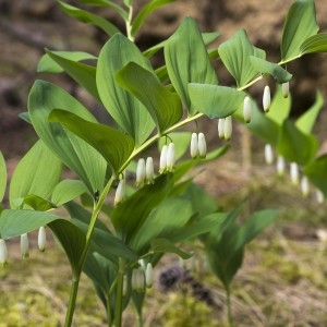 Photographie n°1807594 du taxon Polygonatum odoratum (Mill.) Druce