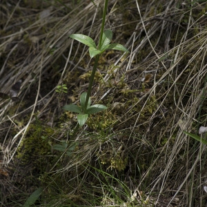 Photographie n°1807627 du taxon Rubia peregrina L.