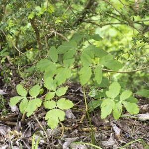 Photographie n°1807658 du taxon Thapsia nestleri (Soy.-Will.) Wojew., Banasiak, Reduron & Spalik [2016]