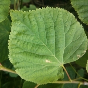 Photographie n°1807811 du taxon Tilia cordata Mill. [1768]