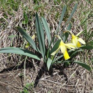 Photographie n°1808292 du taxon Narcissus pseudonarcissus L.