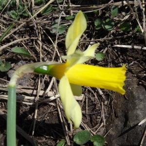 Photographie n°1808307 du taxon Narcissus pseudonarcissus L.