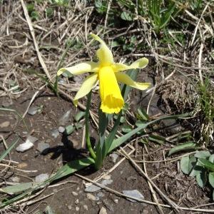 Photographie n°1808310 du taxon Narcissus pseudonarcissus L.