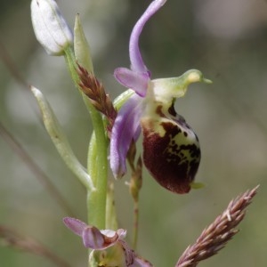  - Ophrys fuciflora (F.W.Schmidt) Moench [1802]