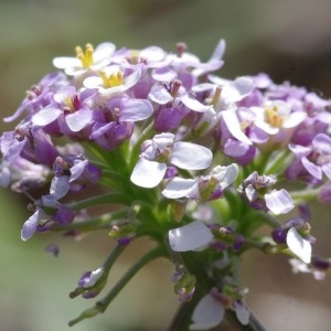 Photographie n°1808447 du taxon Iberis pinnata L. [1755]