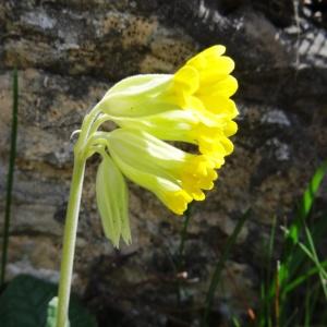 Photographie n°1808529 du taxon Primula veris var. veris 