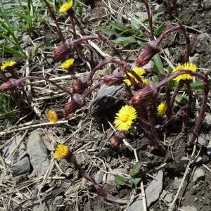 Photographie n°1808557 du taxon Tussilago farfara L. [1753]