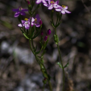  - Centaurium erythraea Rafn [1800]