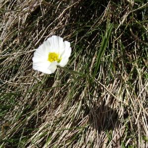 Photographie n°1808637 du taxon Ranunculus pyrenaeus L. [1771]