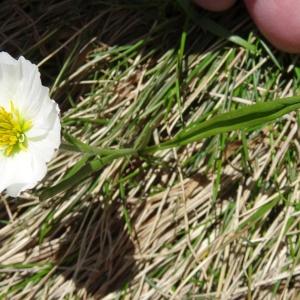 Photographie n°1808649 du taxon Ranunculus pyrenaeus L. [1771]