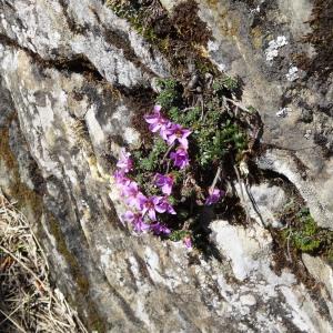 Photographie n°1808702 du taxon Saxifraga oppositifolia L. [1753]