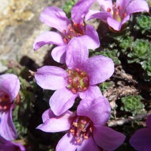 Photographie n°1808717 du taxon Saxifraga oppositifolia L. [1753]