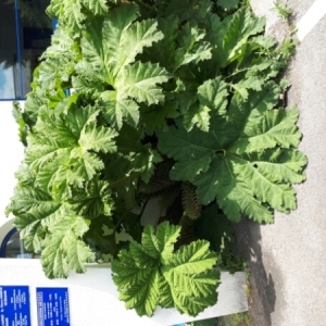 Photographie n°1808754 du taxon Gunnera tinctoria (Molina) Mirb. [1805]