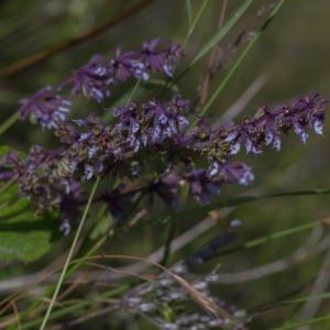  - Salvia verticillata L. [1753]