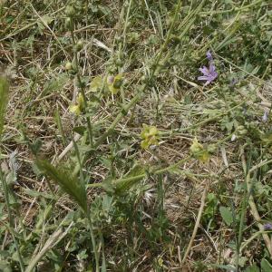 Photographie n°1809372 du taxon Verbascum sinuatum L. [1753]