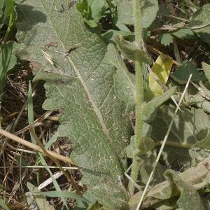 Photographie n°1809377 du taxon Verbascum sinuatum L. [1753]