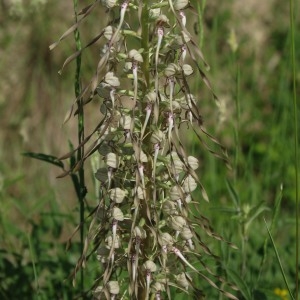 Photographie n°1820301 du taxon Himantoglossum hircinum (L.) Spreng. [1826]