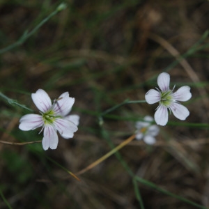 Photographie n°1820422 du taxon Petrorhagia saxifraga (L.) Link