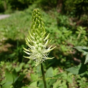 Photographie n°1820432 du taxon Phyteuma spicatum L. [1753]