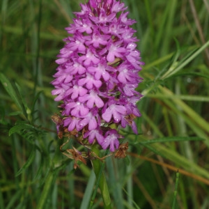 Photographie n°1820435 du taxon Anacamptis pyramidalis (L.) Rich. [1817]