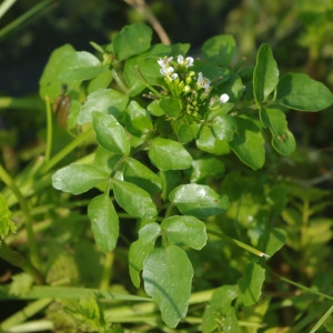 Photographie n°1820595 du taxon Nasturtium officinale R.Br. [1812]