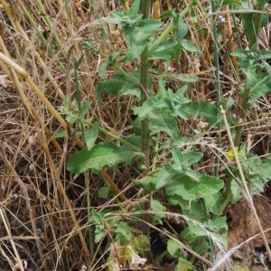 Photographie n°1820667 du taxon Verbascum sinuatum L. [1753]