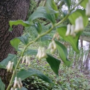 Photographie n°1823960 du taxon Polygonatum multiflorum (L.) All. [1785]