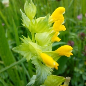 Photographie n°1825749 du taxon Rhinanthus alectorolophus (Scop.) Pollich [1777]