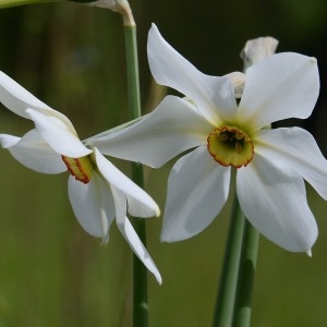 Photographie n°1826832 du taxon Narcissus poeticus L. [1753]