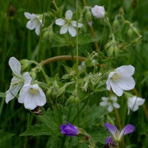 Geranium aconitifolium L'Hér. (Géranium blanc)